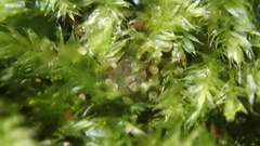 Vesicularia galerulata