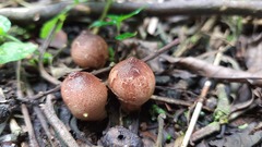 Geastrum