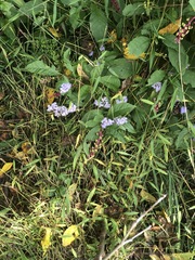 Conoclinium coelestinum