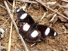 Hypolimnas misippus