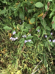 Conoclinium coelestinum