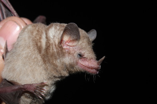 photo of Pallas's Long-tongued Bat (Glossophaga soricina)