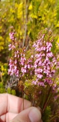 Erica intervallaris