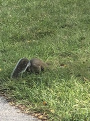 Sciurus carolinensis