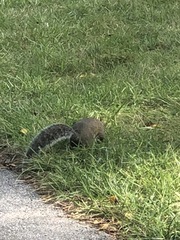 Sciurus carolinensis