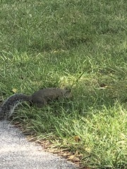 Sciurus carolinensis