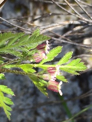 Torilis africana