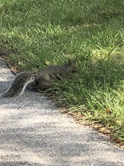 Sciurus carolinensis
