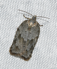 Acleris placidana