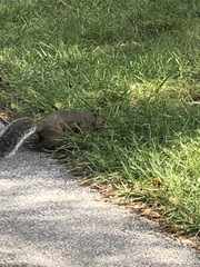 Sciurus carolinensis