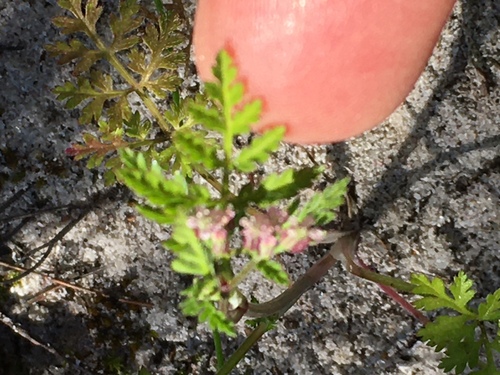 Torilis africana, photograph 1