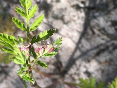 Torilis africana, photograph Caroline Voget, CC BY, iNaturalist via GBIF