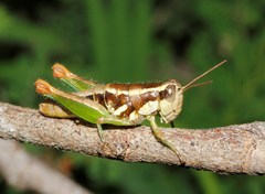 Phaedrotettix violai