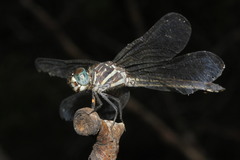 Cannaphila insularis