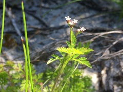 Torilis africana, photograph Caroline Voget, CC BY, iNaturalist via GBIF