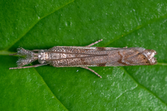 Platytes alpinella