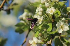 Xylocopa augusti
