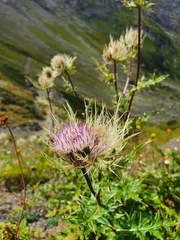 Cirsium obvallatum