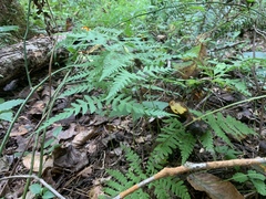 Phegopteris