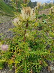 Cirsium obvallatum