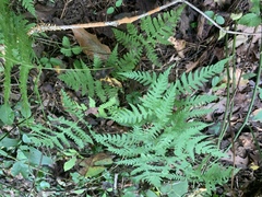 Phegopteris