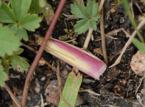 Rosy-striped Knot-horn