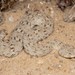 Namaqua Dwarf Adder - Photo (c) Tyrone Ping, some rights reserved (CC BY-NC), uploaded by Tyrone Ping
