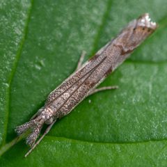 Platytes alpinella