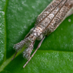 Platytes alpinella