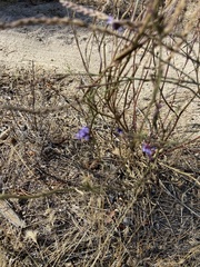 Verbena orcuttiana