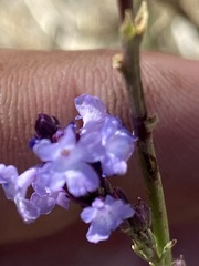 Verbena orcuttiana