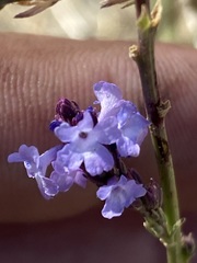 Verbena orcuttiana
