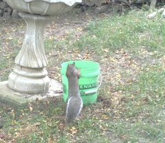 Sciurus carolinensis