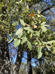 Quercus peninsularis