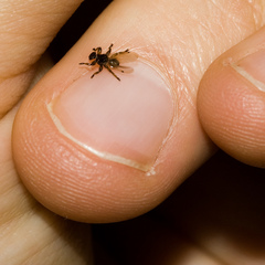 Lipoptena depressa