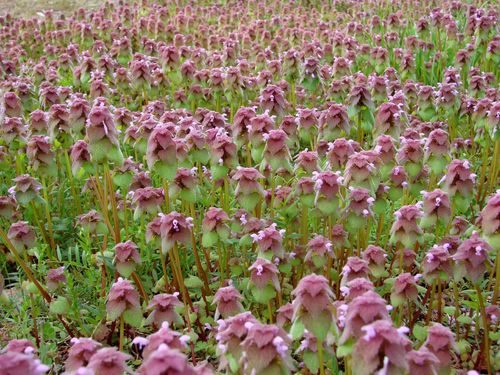 Raudonžiedė notrelė nuotrauka