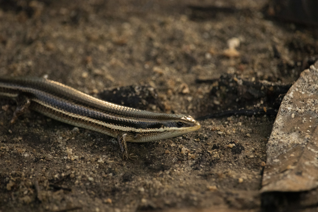 Tehuantepec Skink