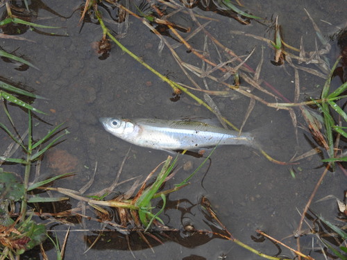 Shortfin silverside (Chirostoma humboldtianum) — Atherinopsidae — 3