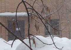 Fraxinus pennsylvanica