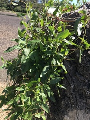 Muehlenbeckia sagittifolia