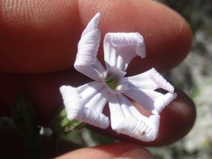 Silene rigens