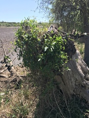 Muehlenbeckia sagittifolia