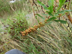 Rumex transitorius
