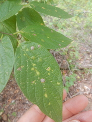 Pachypsylla celtidisvesicula