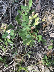 Crotalaria goreensis