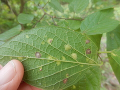 Pachypsylla celtidisvesicula