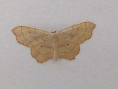Idaea emarginata
