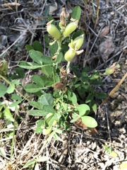 Crotalaria goreensis