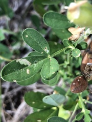 Crotalaria goreensis