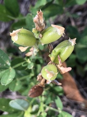 Crotalaria goreensis